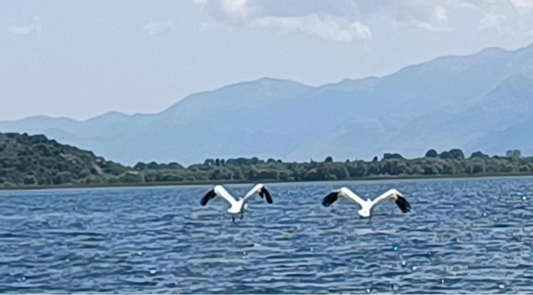 Holiday Home Haustor With Skadar Lake View Podgorica Exterior photo