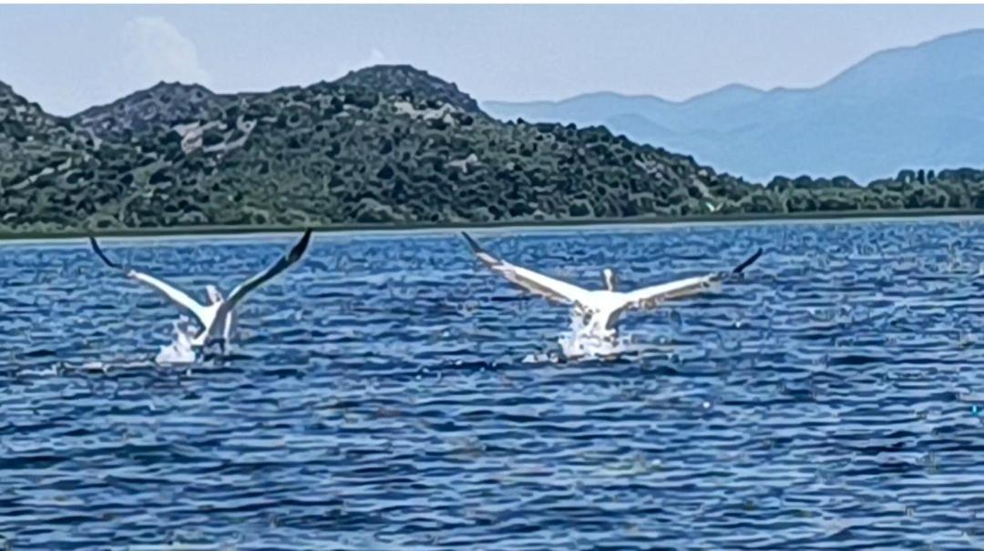 Holiday Home Haustor With Skadar Lake View Podgorica Exterior photo